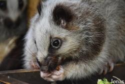 Ménagerie, le Zoo du Jardin des Plantes
