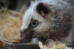 Ménagerie, le Zoo du Jardin des Plantes