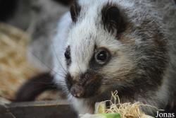 Ménagerie, le Zoo du Jardin des Plantes