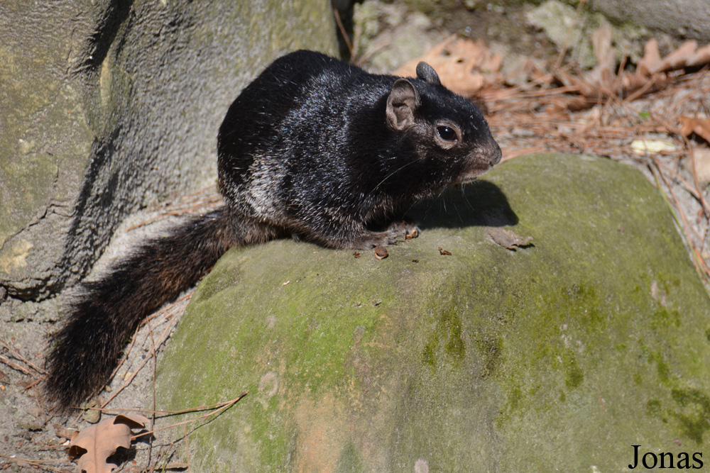 Ménagerie, le Zoo du Jardin des Plantes
