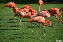 Ménagerie, le Zoo du Jardin des Plantes