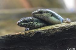 Ménagerie, le Zoo du Jardin des Plantes