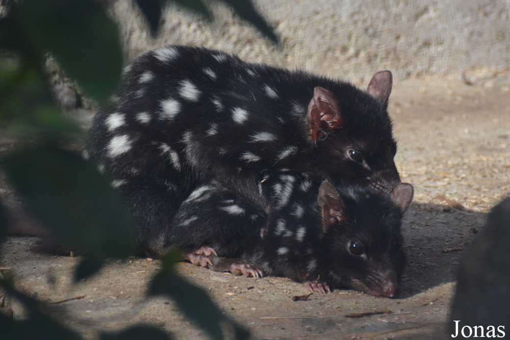Ménagerie, le Zoo du Jardin des Plantes