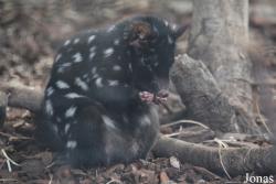 Ménagerie, le Zoo du Jardin des Plantes
