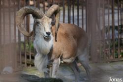 Ménagerie, le Zoo du Jardin des Plantes