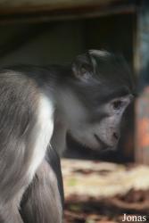 Ménagerie, le Zoo du Jardin des Plantes