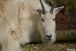 Ménagerie, le Zoo du Jardin des Plantes