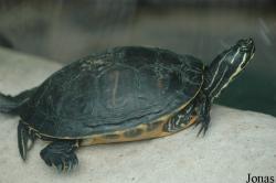 Trachemys scripta scripta