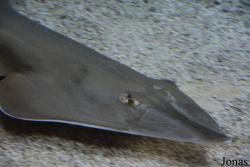 Glaucostegus cemiculus