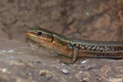 Podarcis peloponnesiacus