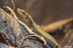 Hellenolacerta graeca