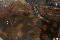 Bothrochilus boa