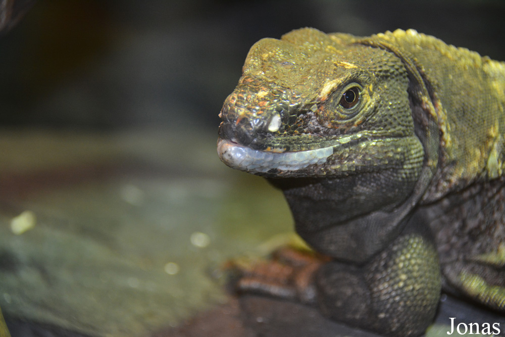 Zoo Wrocław