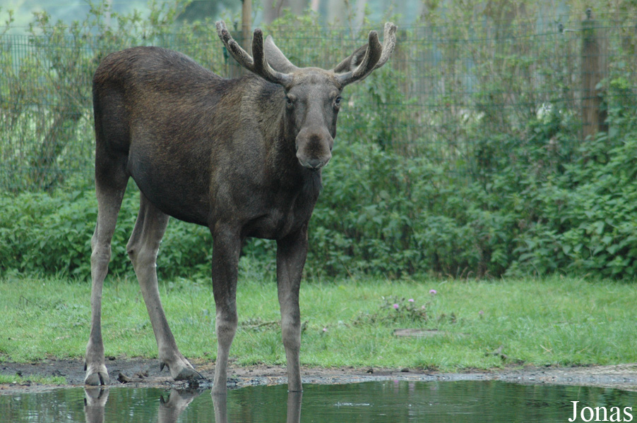 Serengeti Safaripark Hodenhagen