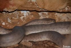 Antaresia stimsoni