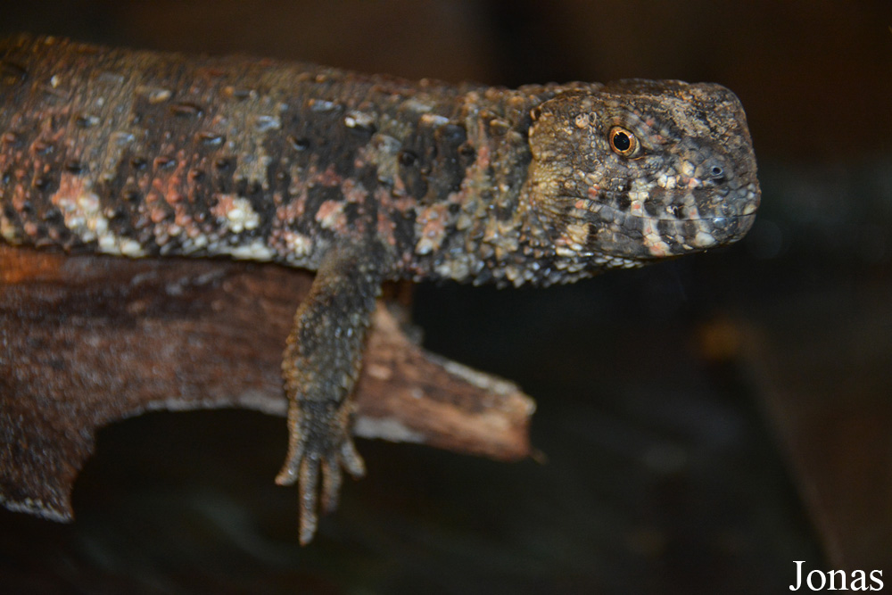 Zoo Wrocław