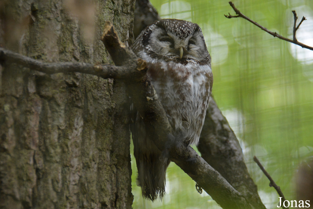 Parc Animalier de Sainte-Croix