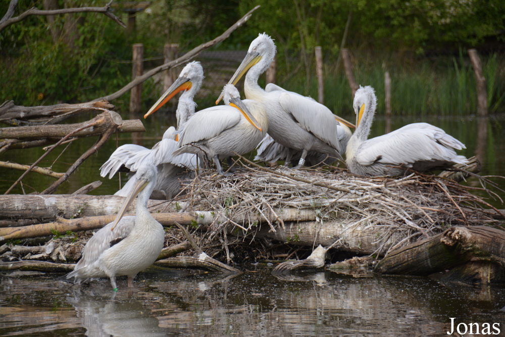 Parc Animalier de Sainte-Croix