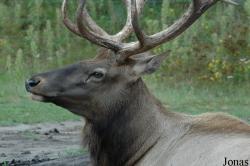 Cervus canadensis