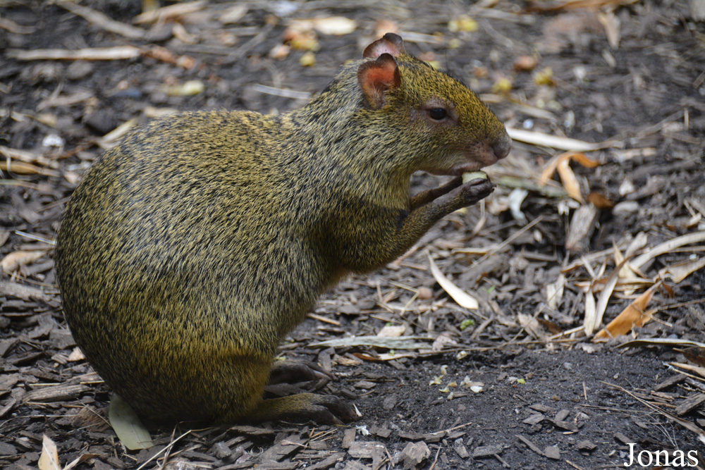 Zoo de Bordeaux-Pessac