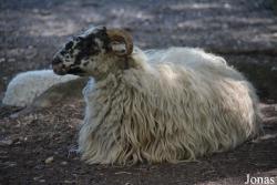 Mouton Landais