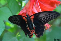 Au Paradis du Papillon