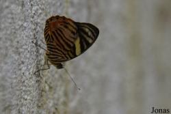 Au Paradis du Papillon