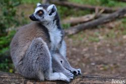 Réserve Zoologique de Calviac