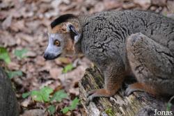 Réserve Zoologique de Calviac