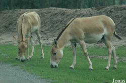 Equus hemionus kulan