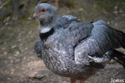 Réserve Zoologique de Calviac