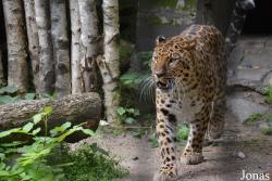 Kaliningrad Zoo