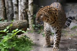 Kaliningrad Zoo