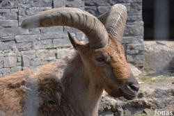 Kaliningrad Zoo