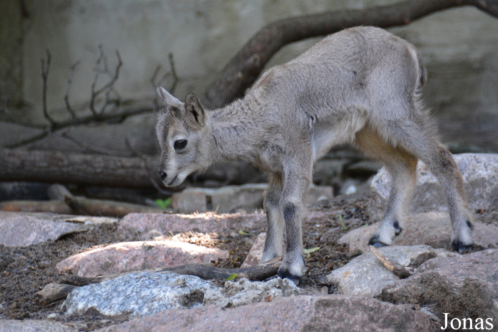 Kaliningrad Zoo