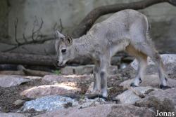 Kaliningrad Zoo