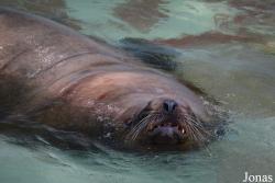Kaliningrad Zoo