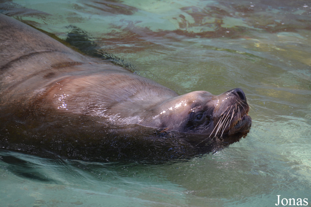 Kaliningrad Zoo