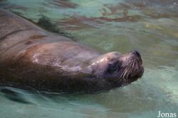 Kaliningrad Zoo