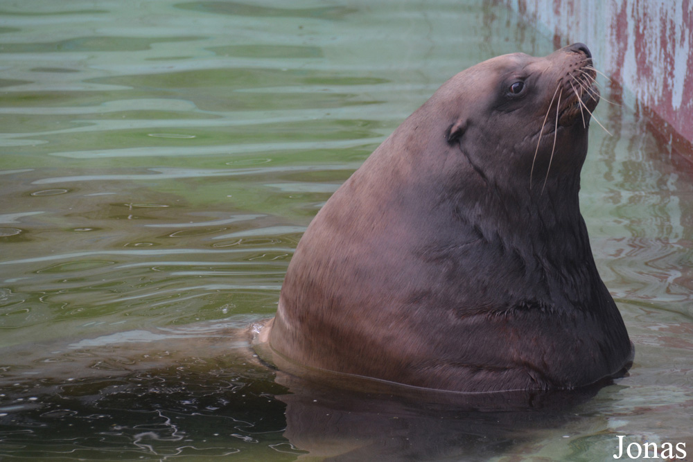 Kaliningrad Zoo
