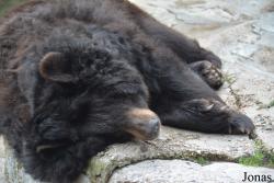 Kaliningrad Zoo