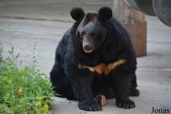 Ursus thibetanus ussuricus