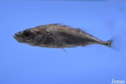 Gasterosteus aculeatus