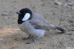 Pycnonotus leucotis