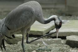 Grus grus