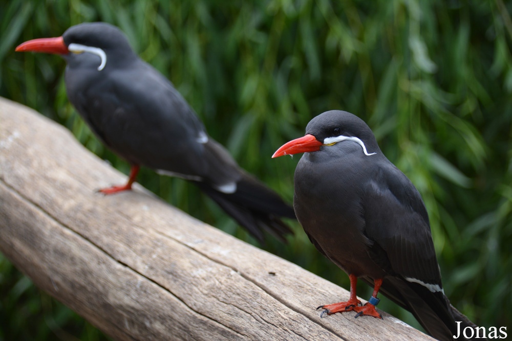 Zoologischer Garten Augsburg