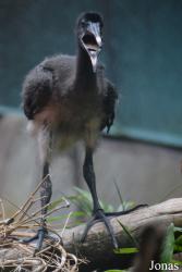 Zoologischer Garten Augsburg