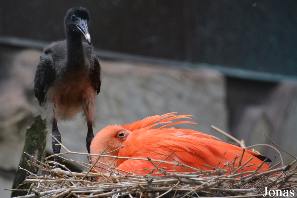 Zoologischer Garten Augsburg