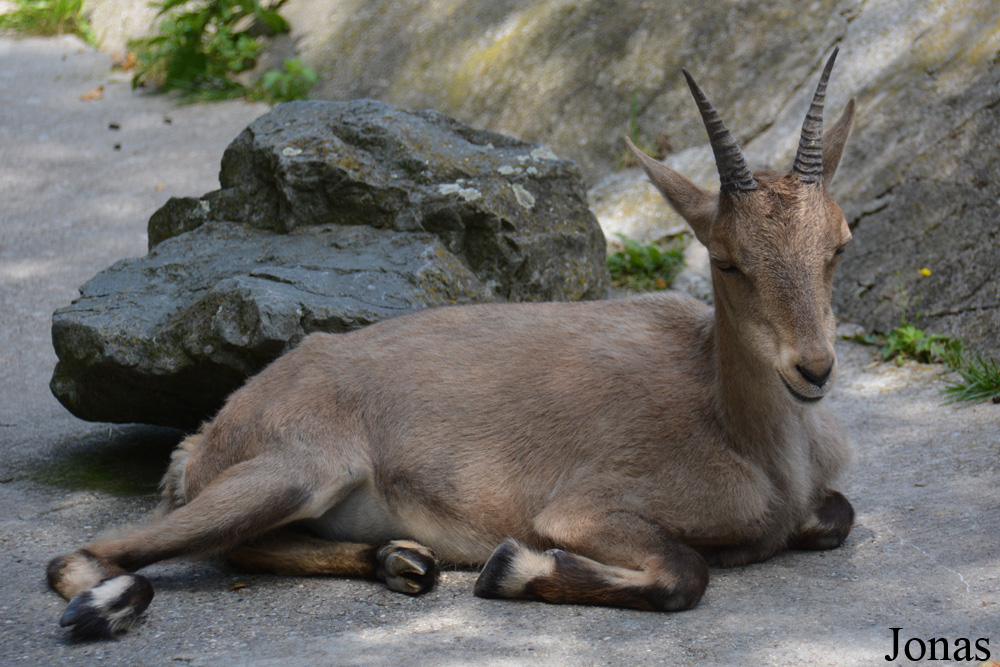 Zoologischer Garten Augsburg