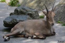 Zoologischer Garten Augsburg